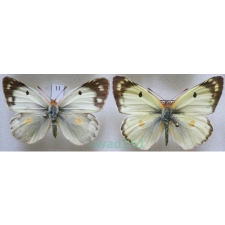 Colias hyale (Linnaeus, 1758) pair Szlaczkoń siarecznik Czech11